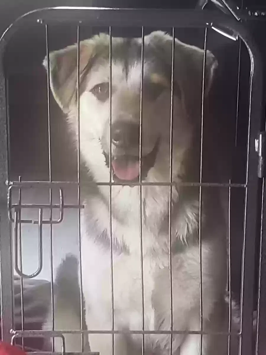 Lost dog in Stockton, CA, 95207