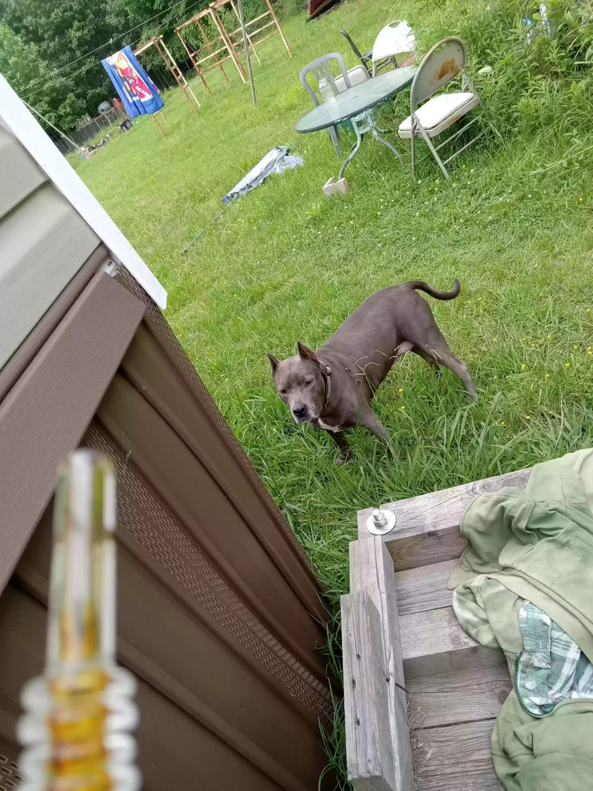 Lost dog in Pontotoc, MS, 38863
