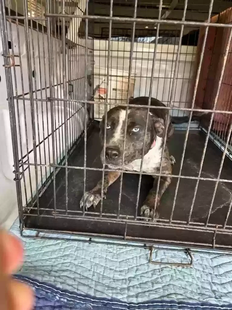 Lost dog in Adamsville, AL, 35005