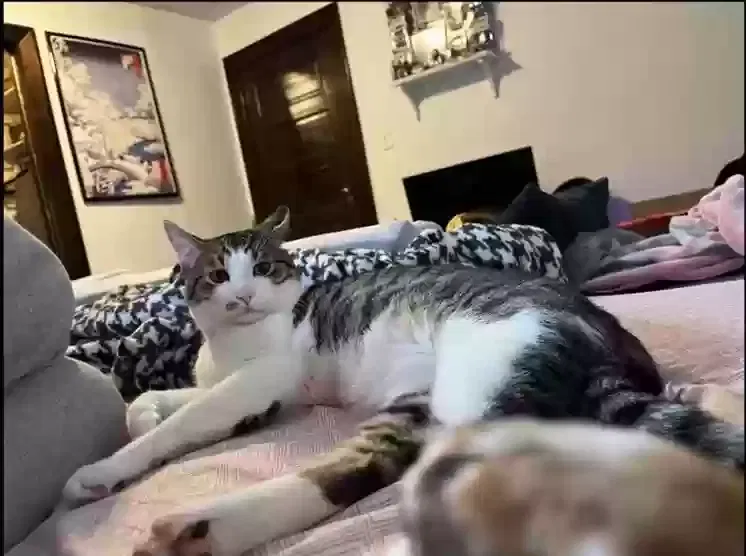 Lost cat in Mitchell, SD, 57301