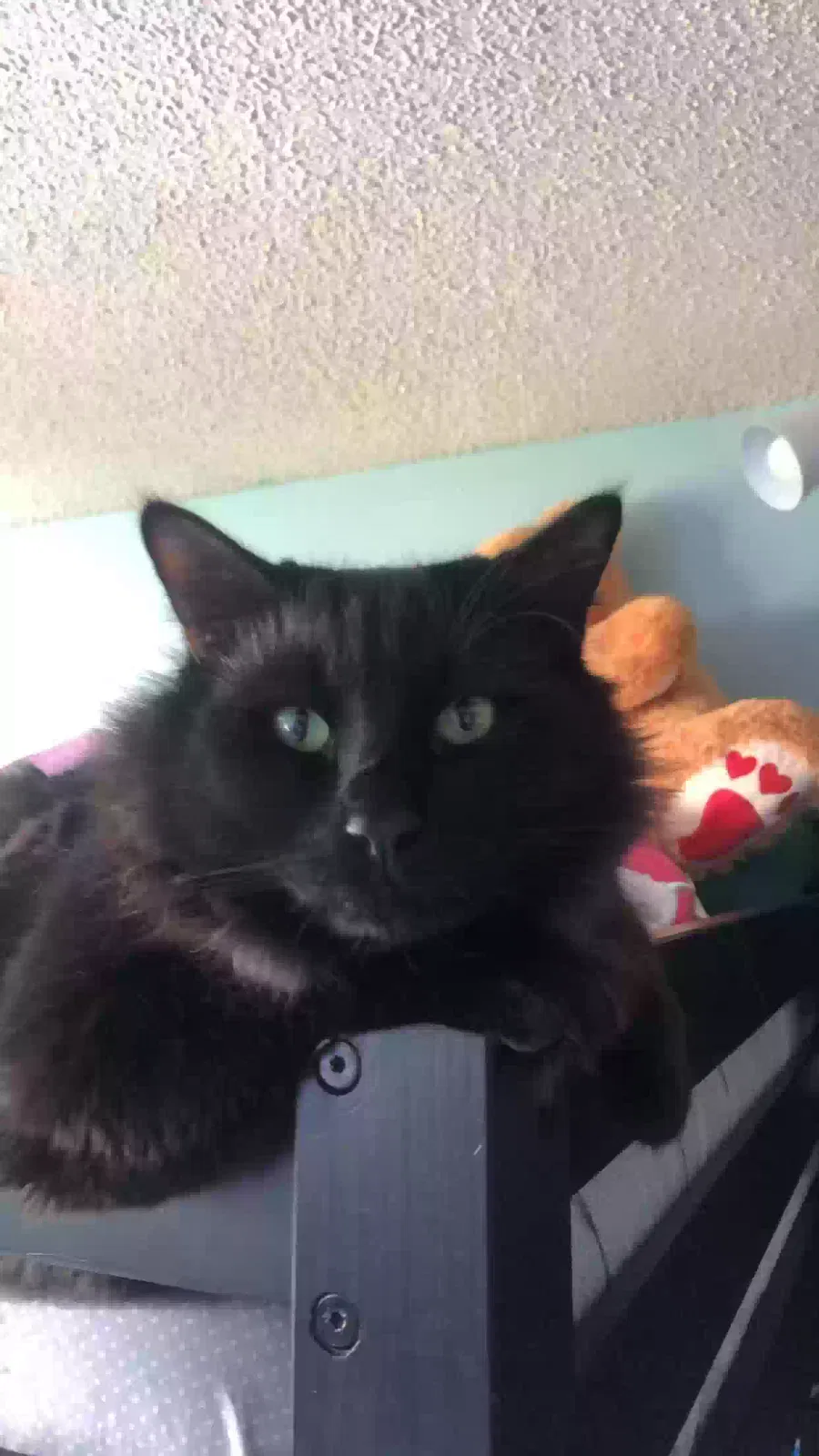 Lost cat in San Leandro, CA, 94579