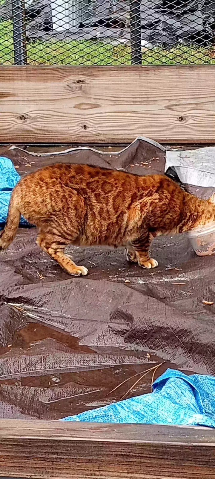 Found cat in Cana, VA, 24317
