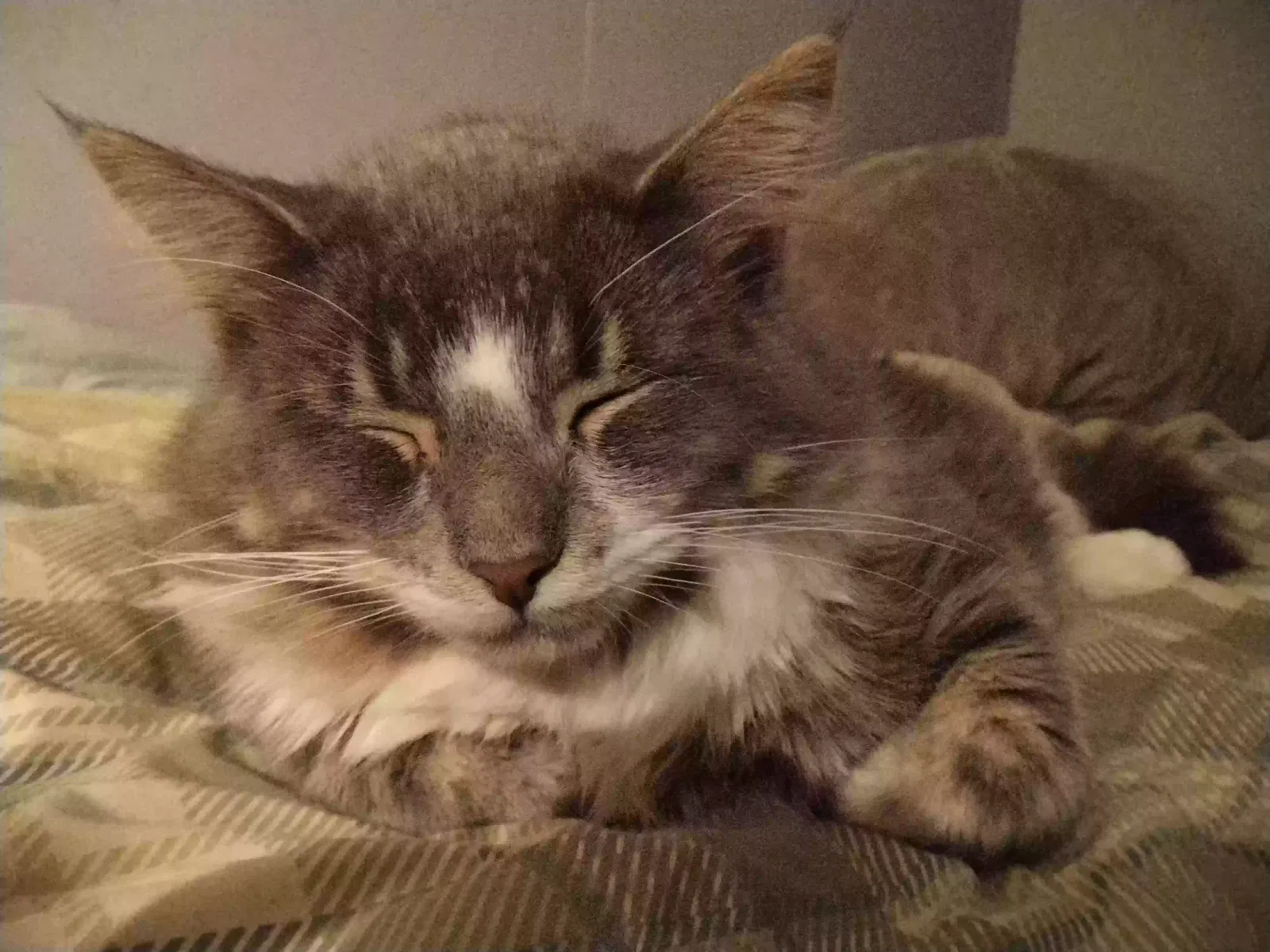 Lost cat in Redmond, OR, 97756