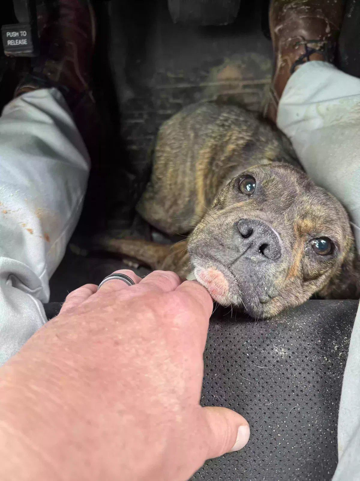 Found dog in Dawson, GA, 39842