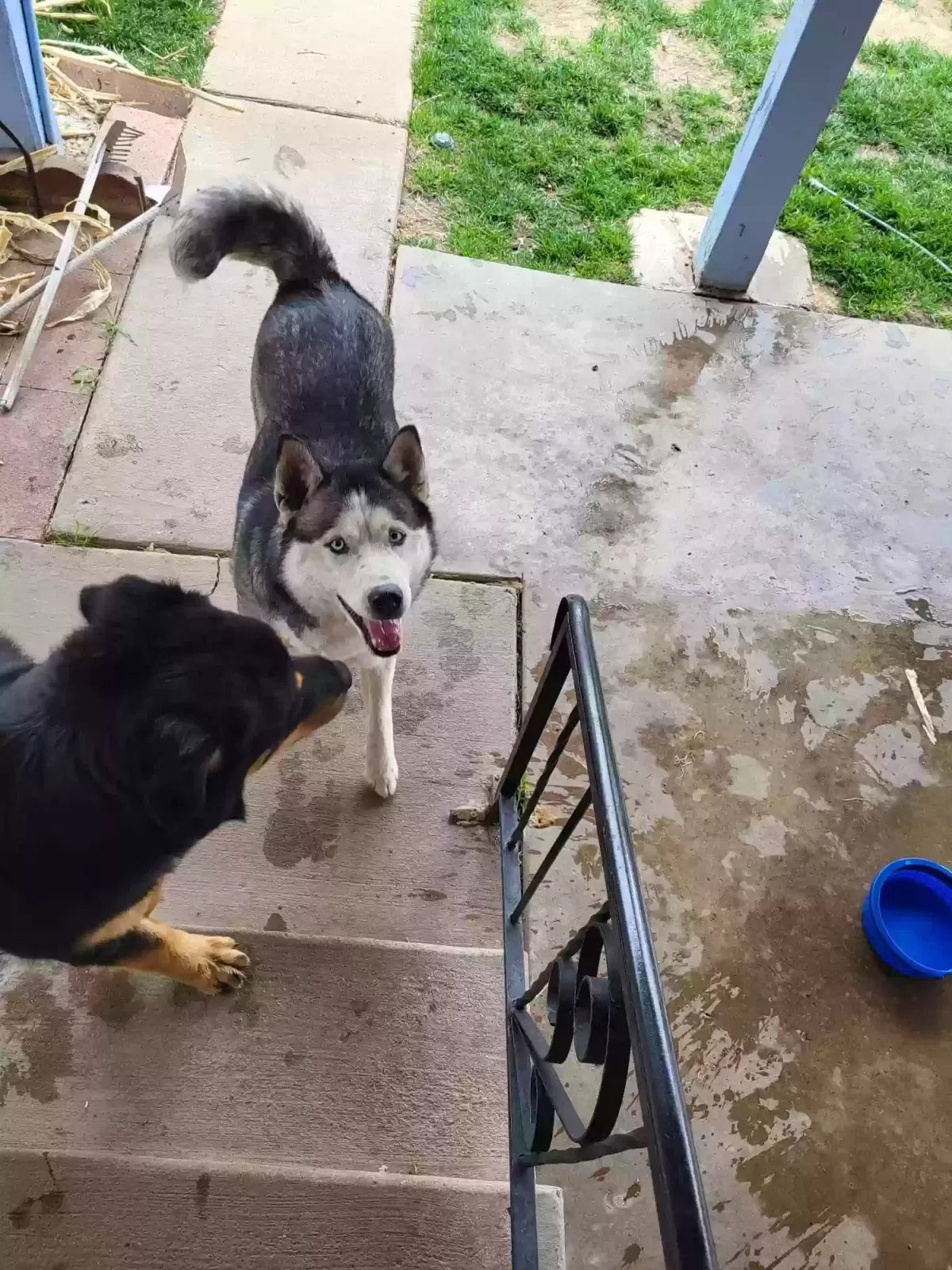 Found dog in Pueblo, CO, 81001