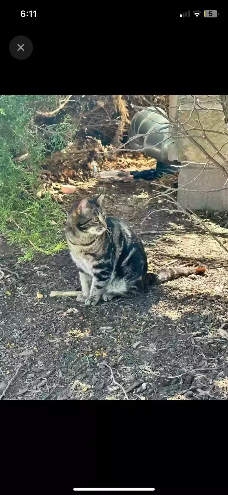 Found cat in Kenosha, WI, 53140