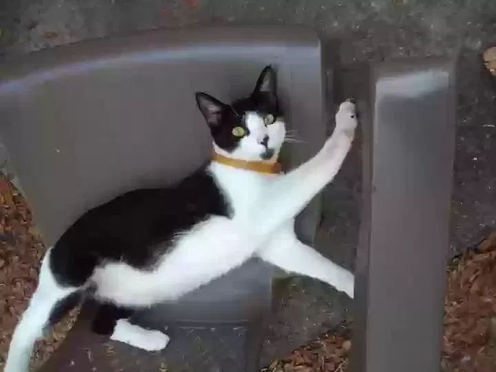 Lost cat in Ocala, FL, 34476