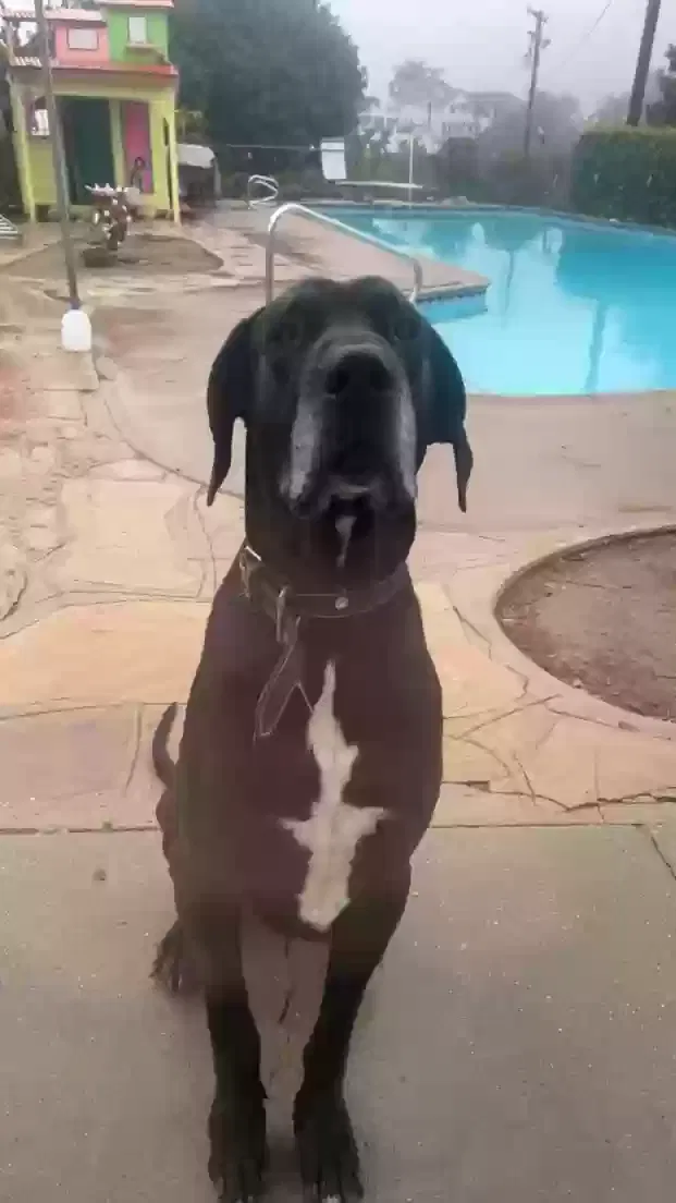 Lost dog in La Habra, CA, 90631