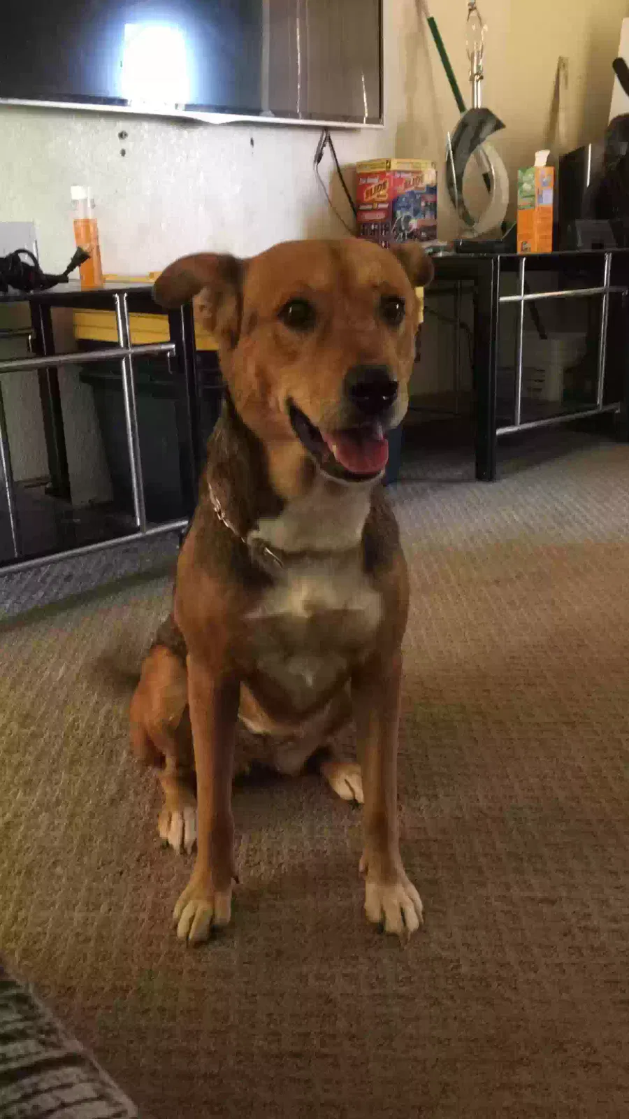 Lost dog in Peoria, AZ, 85345