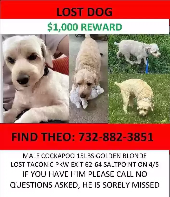 Lost dog in Salt Point, NY, 12578