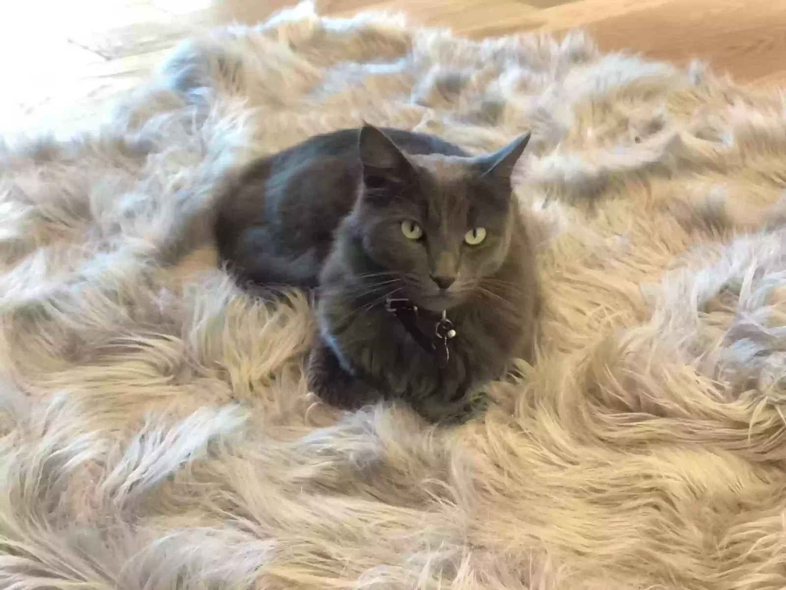 Lost cat in La Jolla, CA, 92037