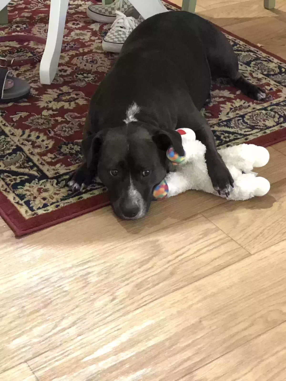 Lost dog in Charlotte, NC, 28204