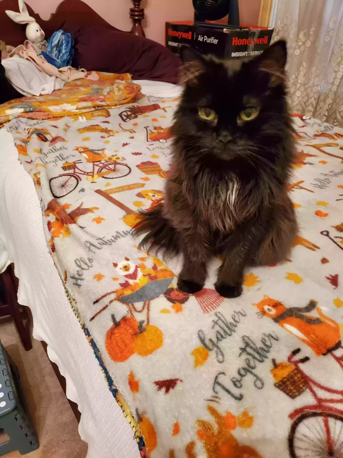Lost cat in Cordova, TN, 38018