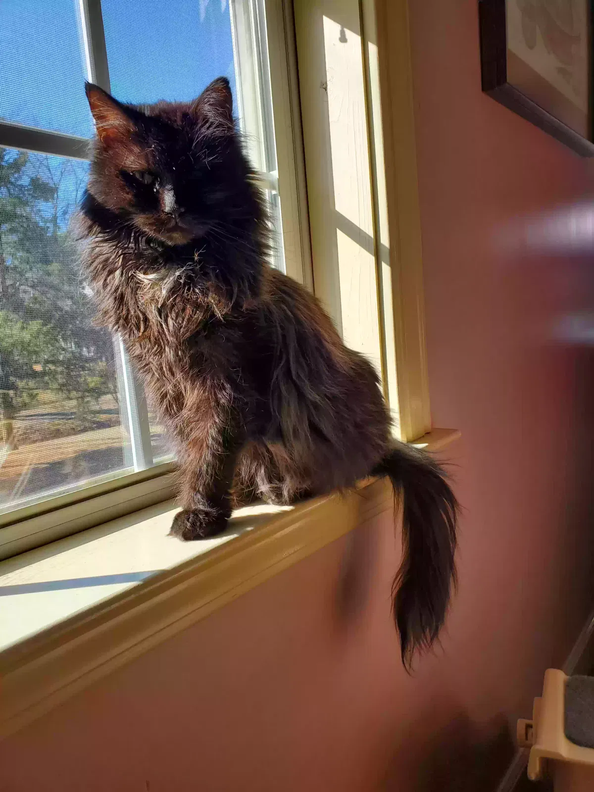 Lost cat in Cordova, TN, 38018