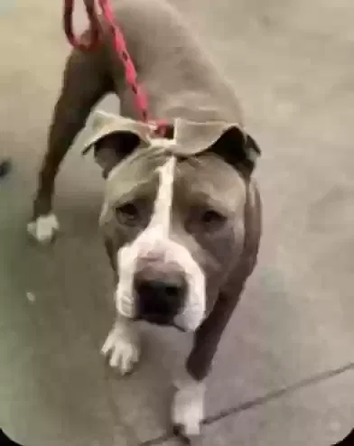 Lost dog in Tucson, AZ, 85746