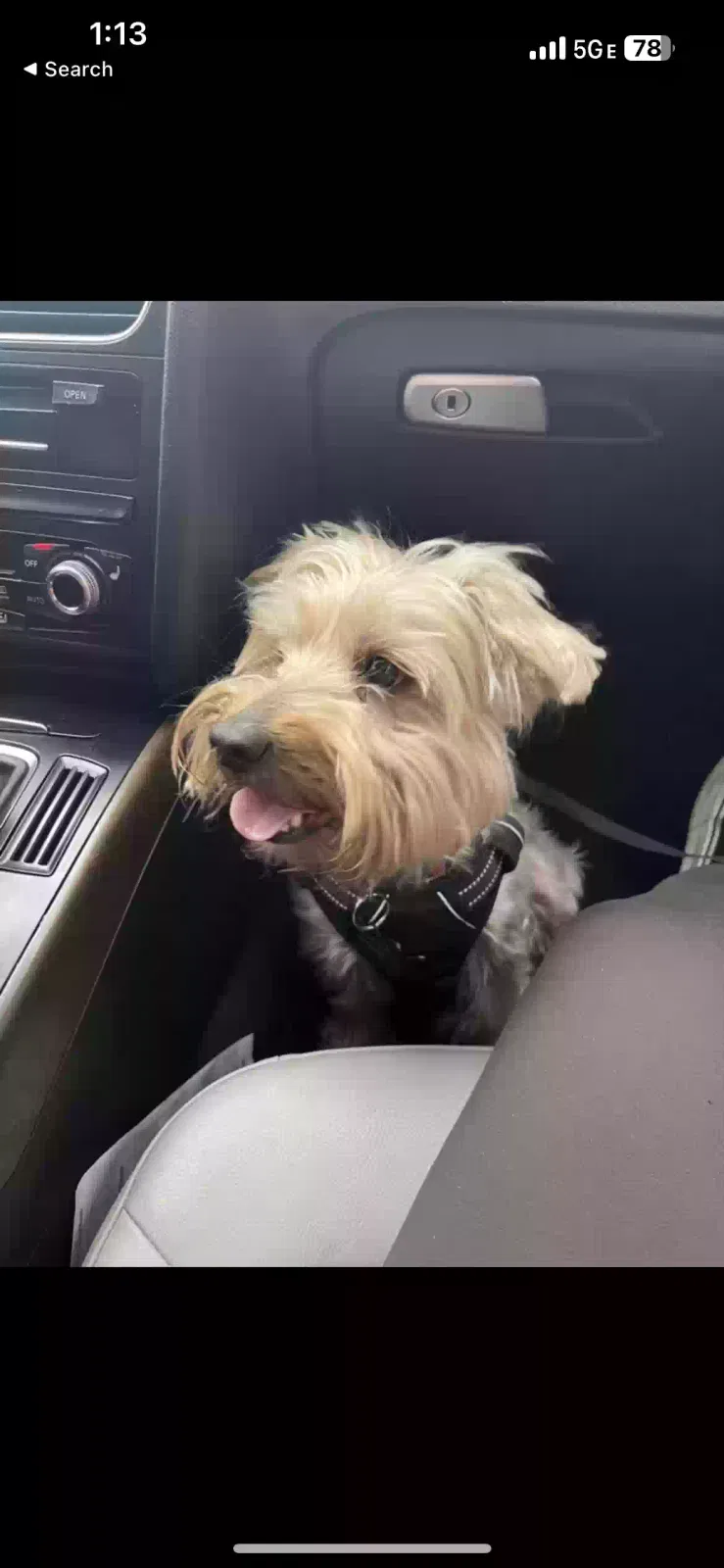 Lost dog in North Las Vegas, NV, 89031