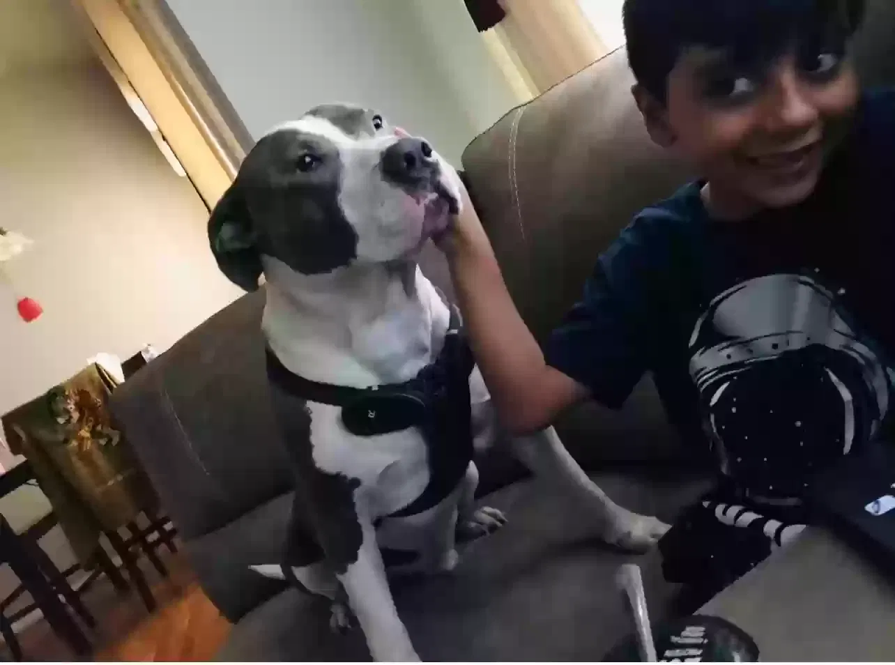 Lost dog in Houston, TX, 77040