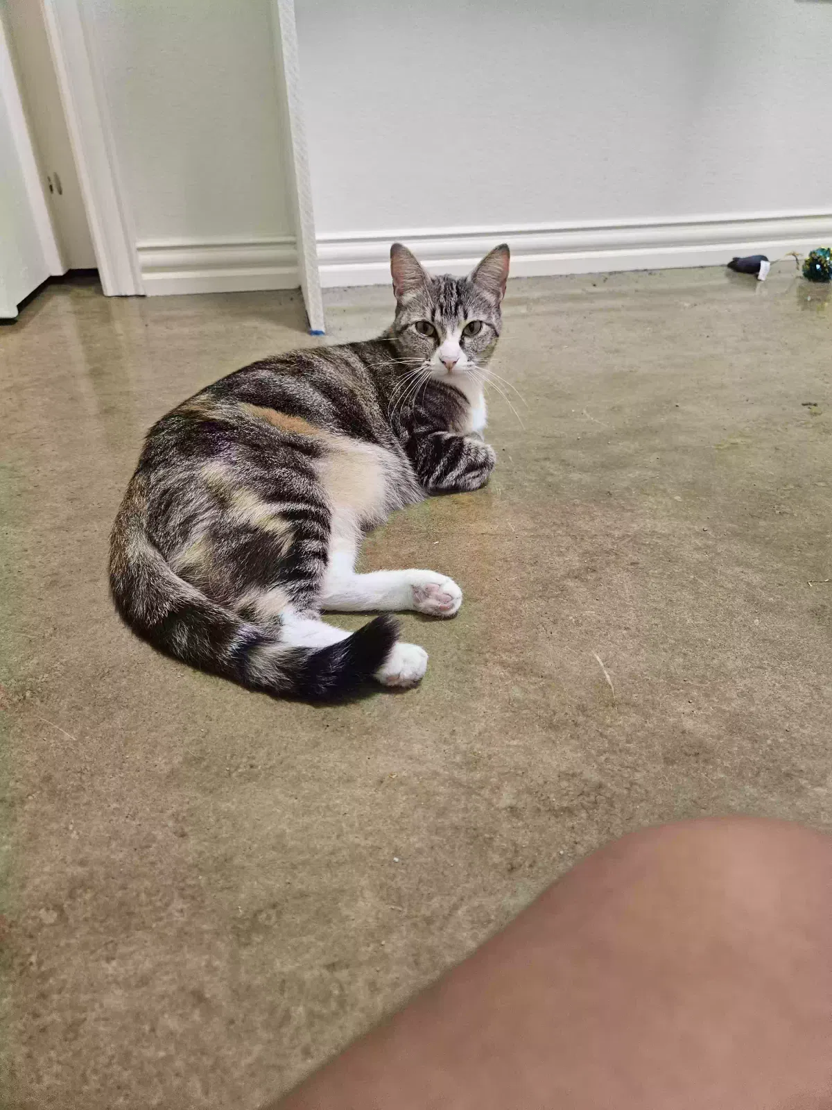 Lost cat in Burleson, TX, 76028