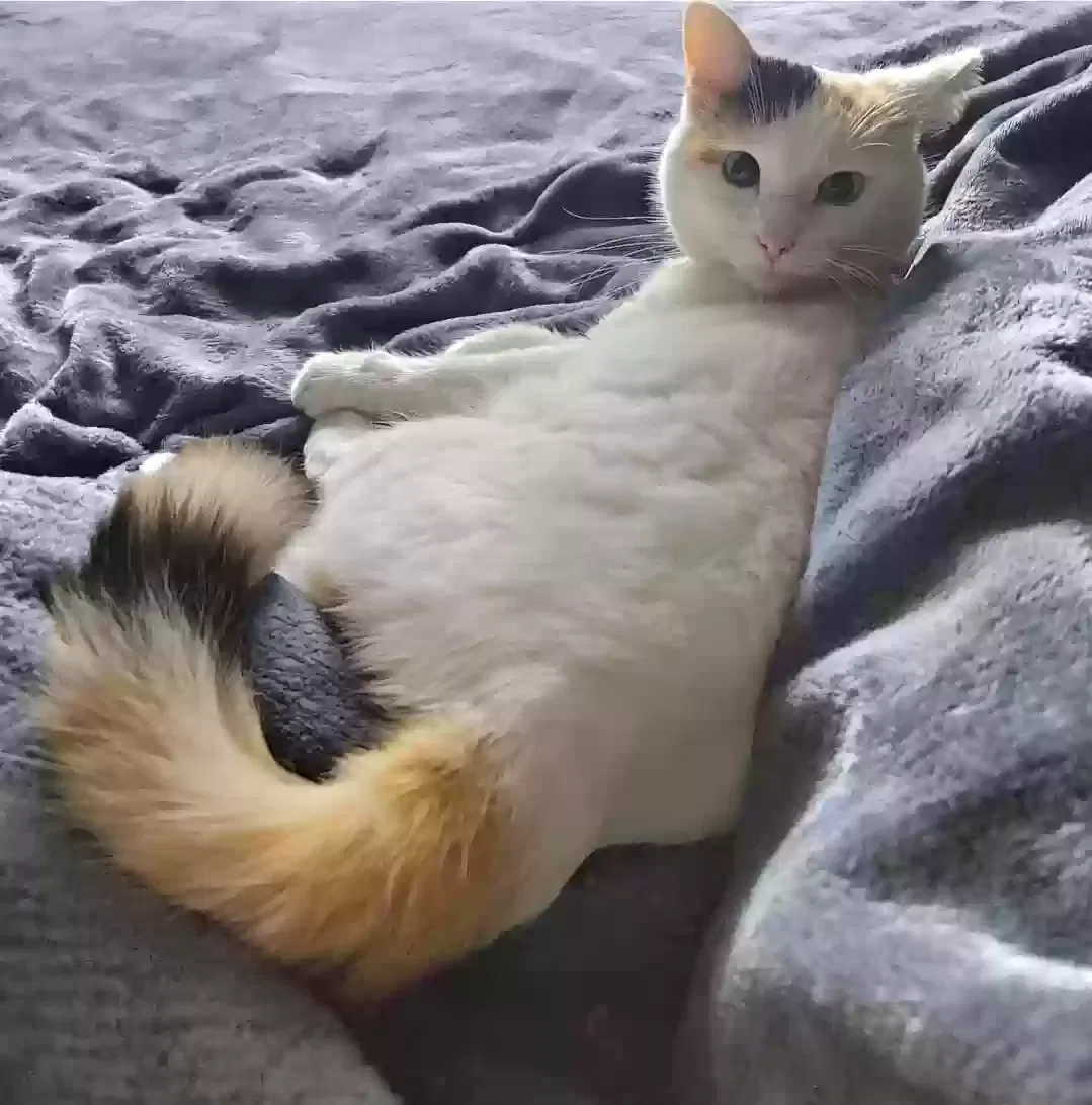 Lost cat in Killeen, TX, 76543