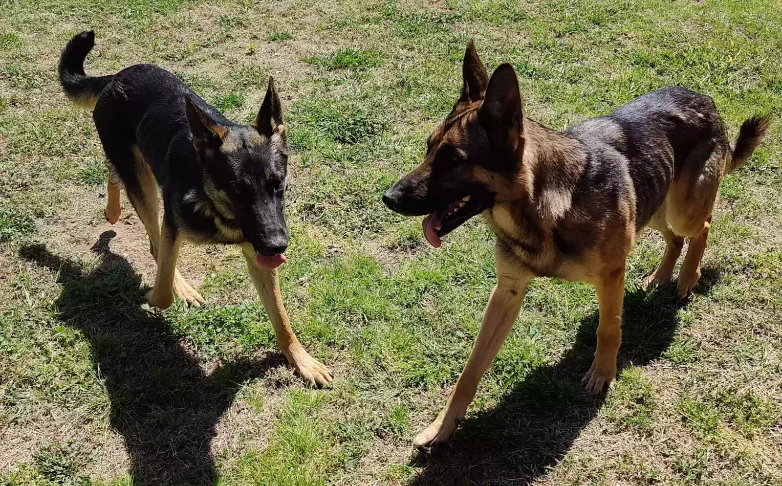 Found dog in Tulsa, OK, 74112