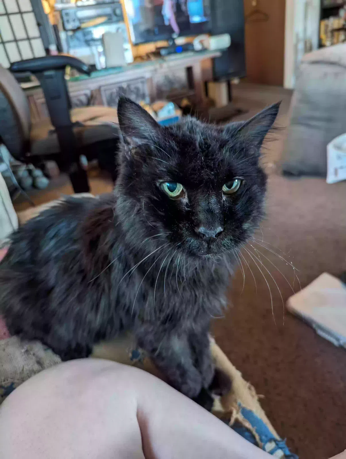 Lost cat in Las Vegas, NV, 89120