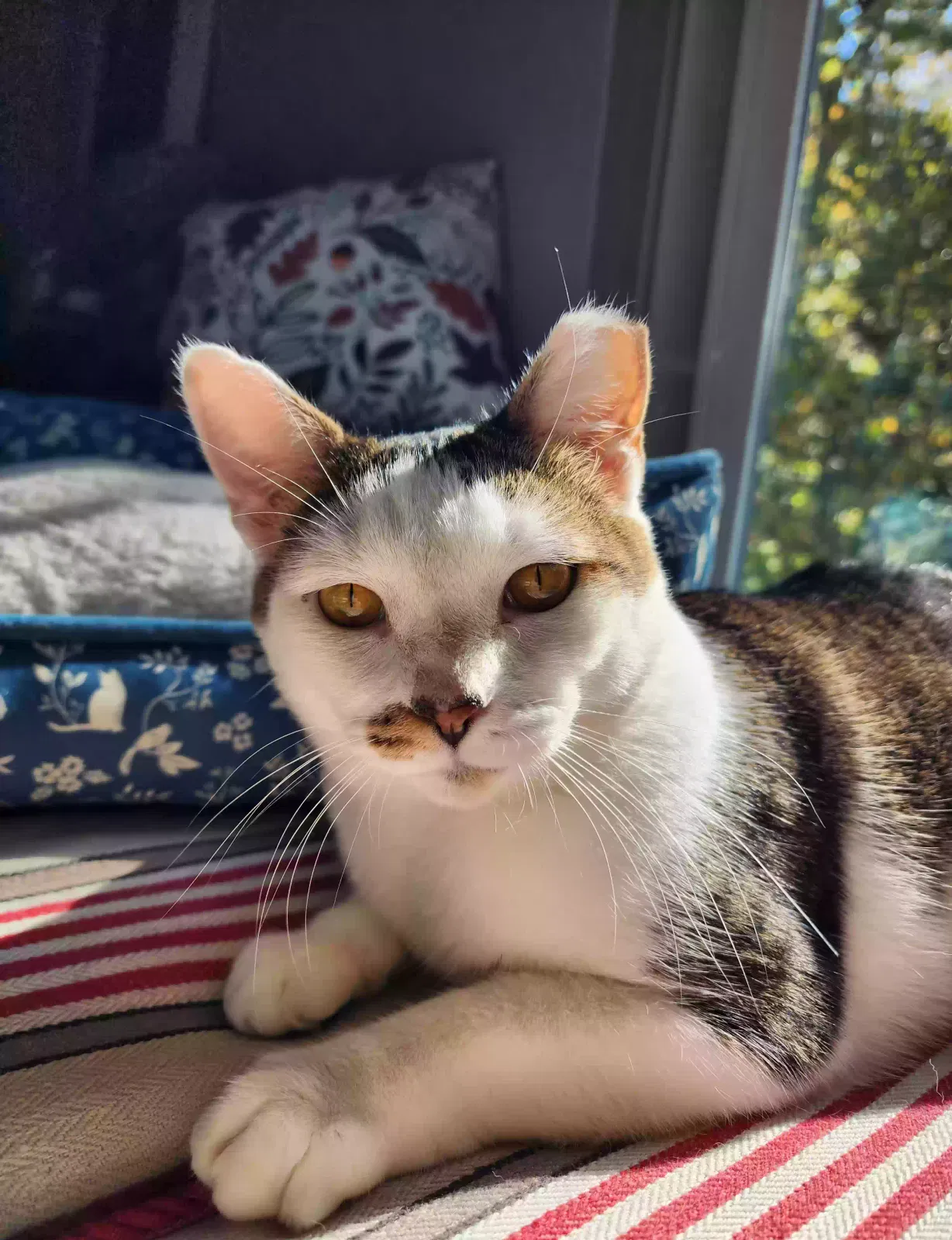 Lost cat in Garner, NC, 27529