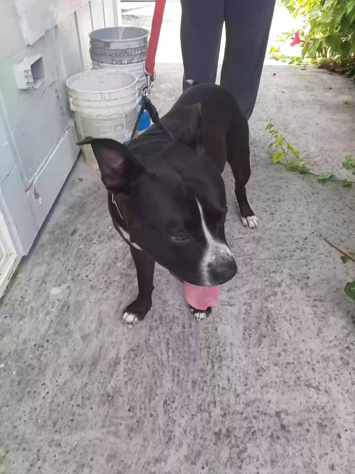 Found dog in Miami, FL, 33161