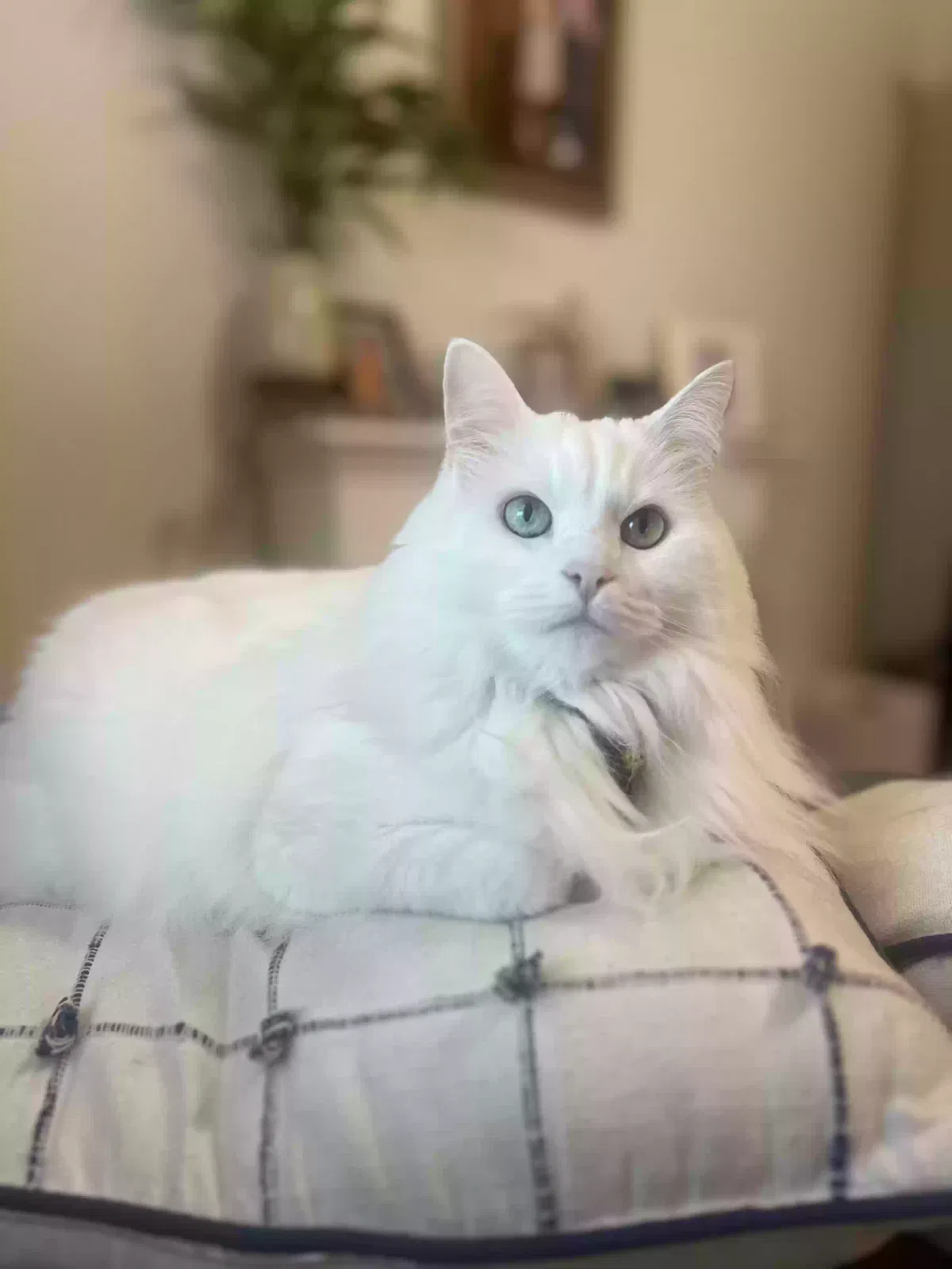Lost cat in Kyle, TX, 78640