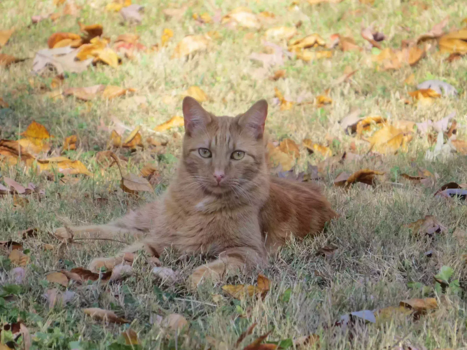 Lost cat in Walland, TN, 37886