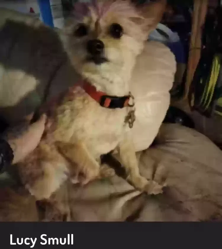Lost dog in Albuquerque, NM, 87108