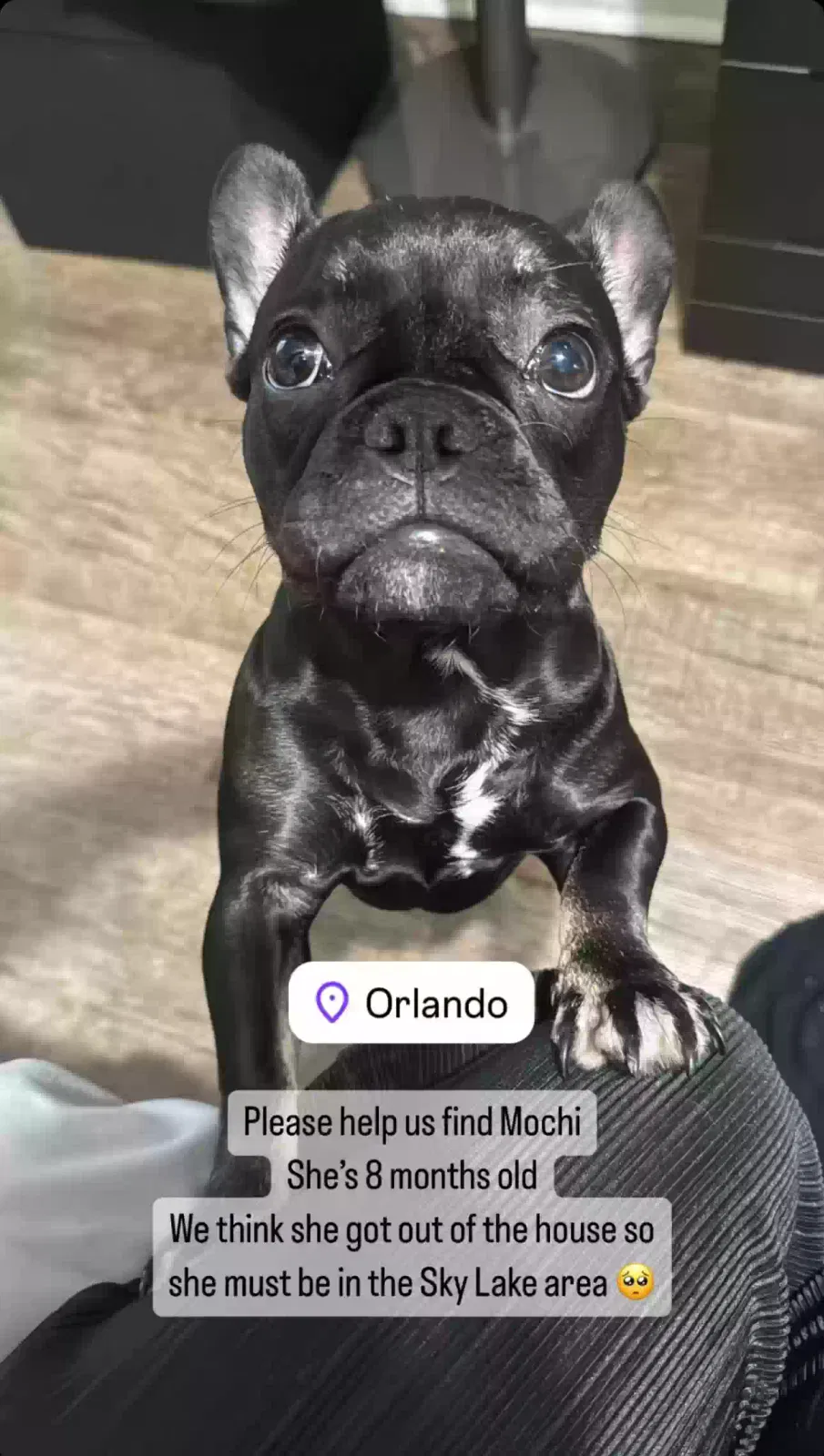 Found dog in Orlando, FL, 32809