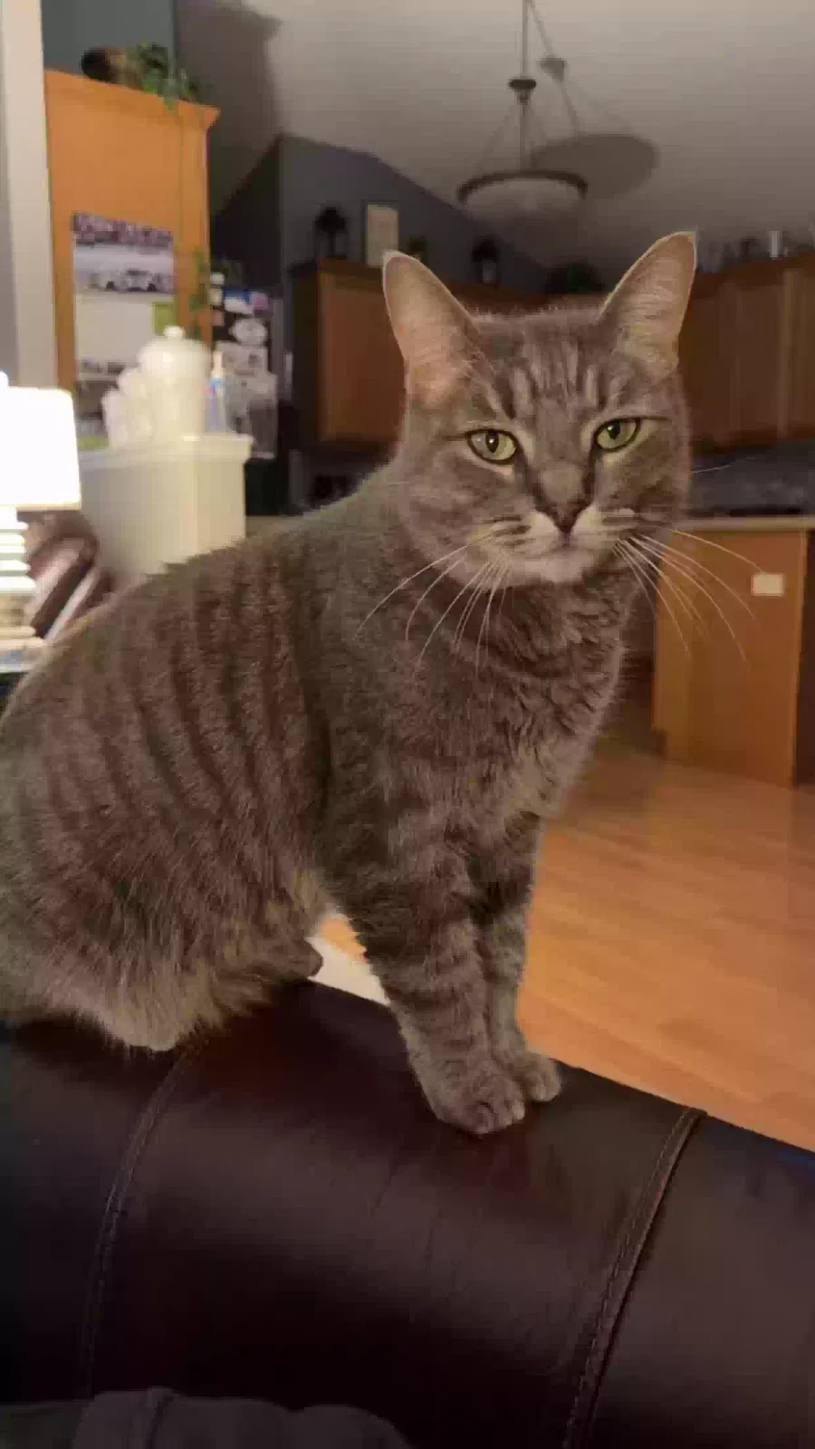 Lost cat in Linden, MI, 48451