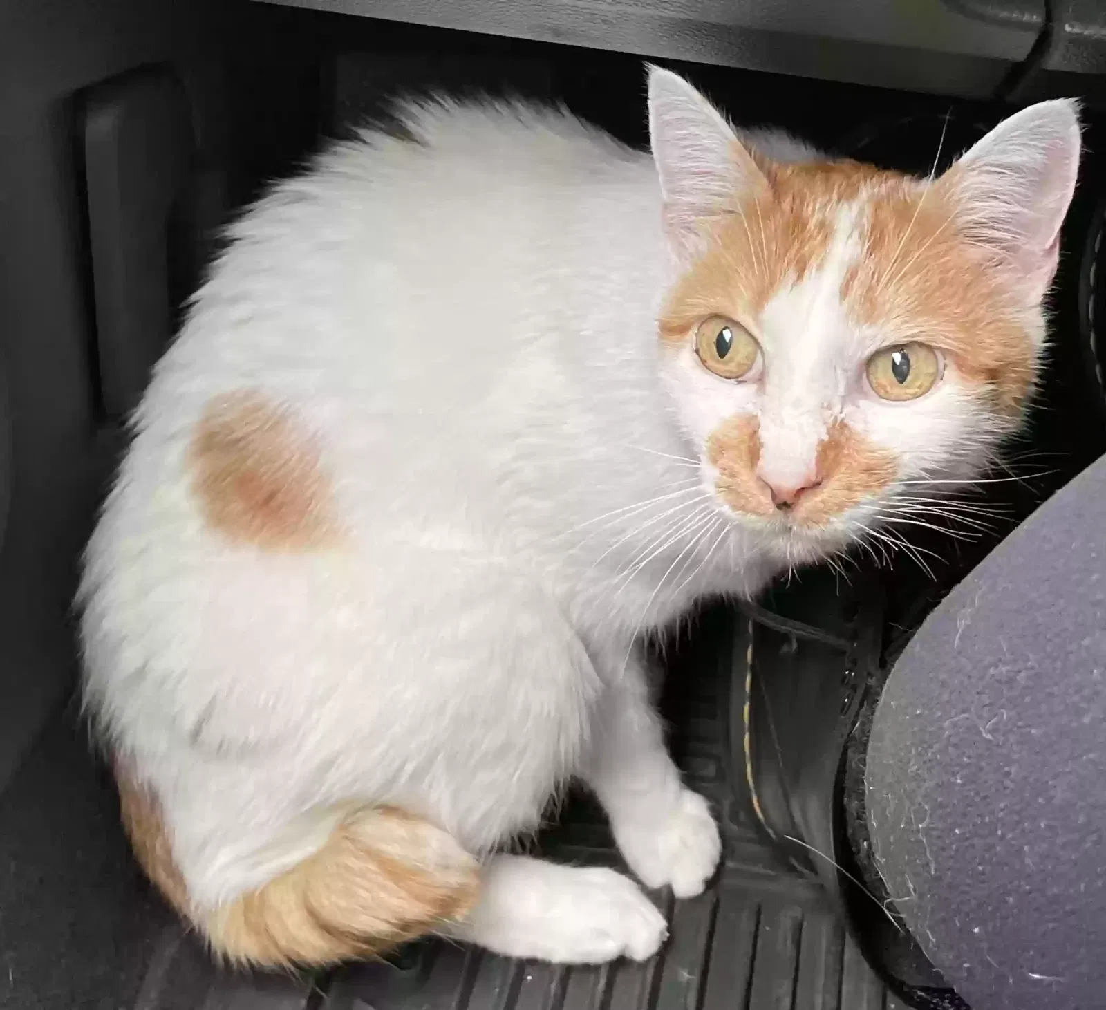 Lost cat in Berkeley, CA, 94709