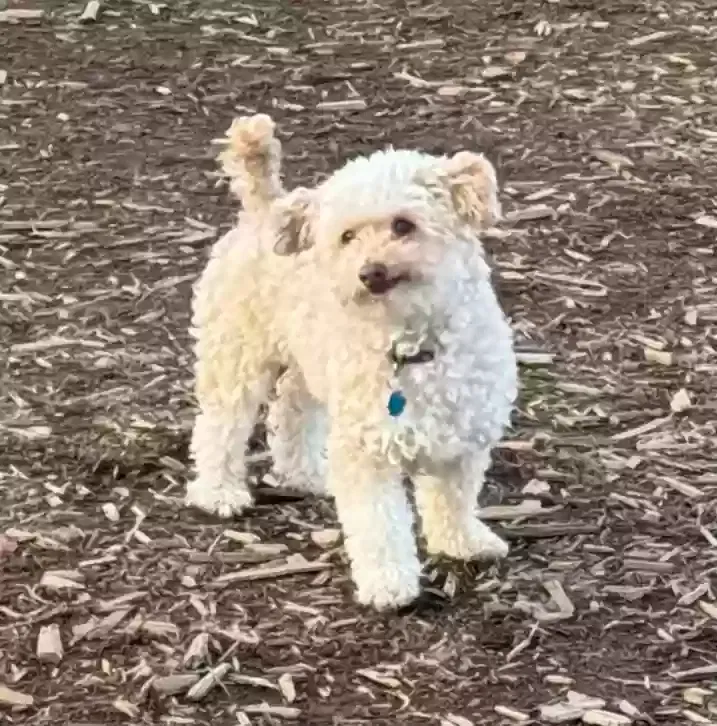 Lost dog in Renton, WA, 98056