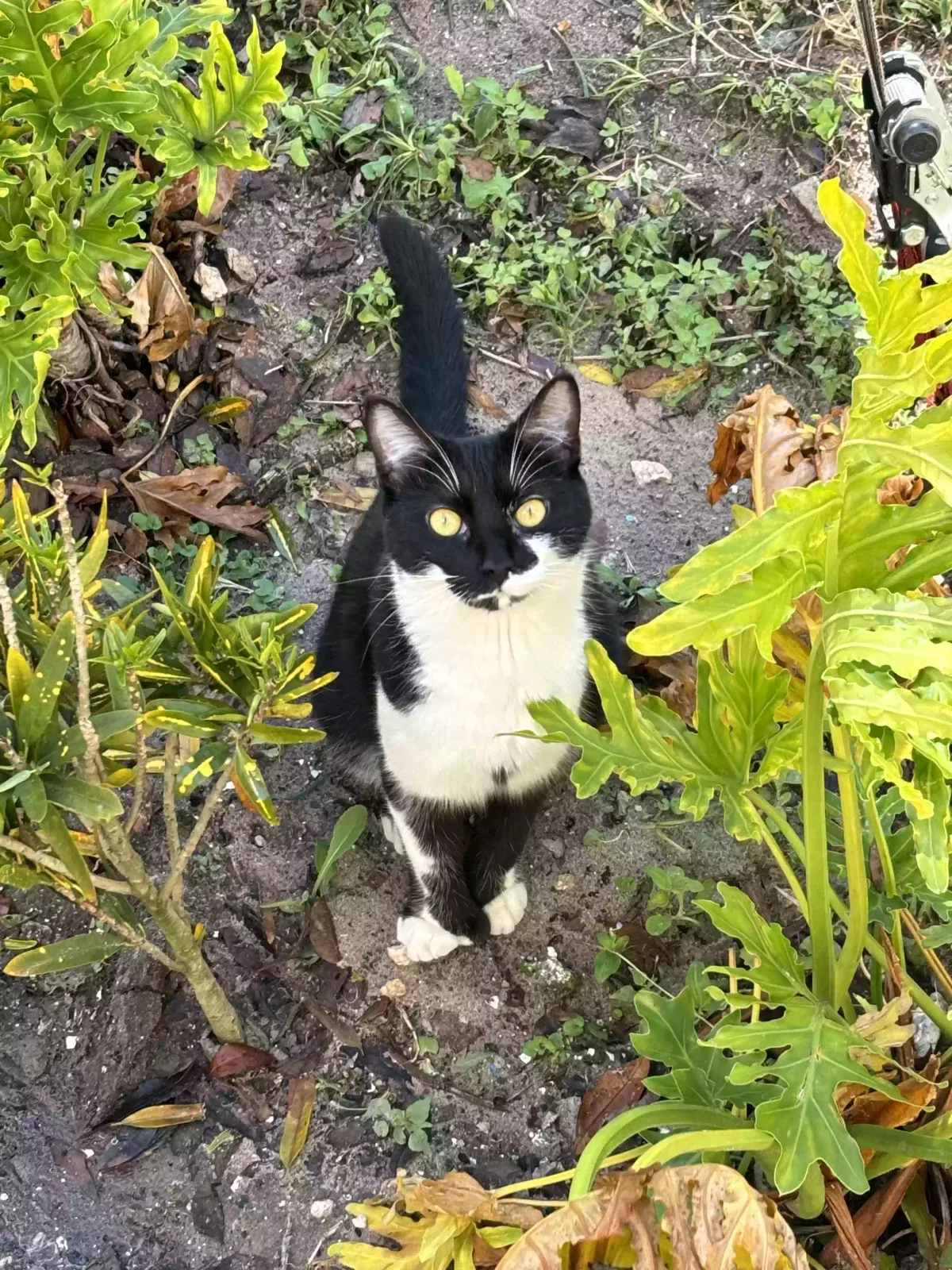 Lost cat in Hudson, FL, 34667