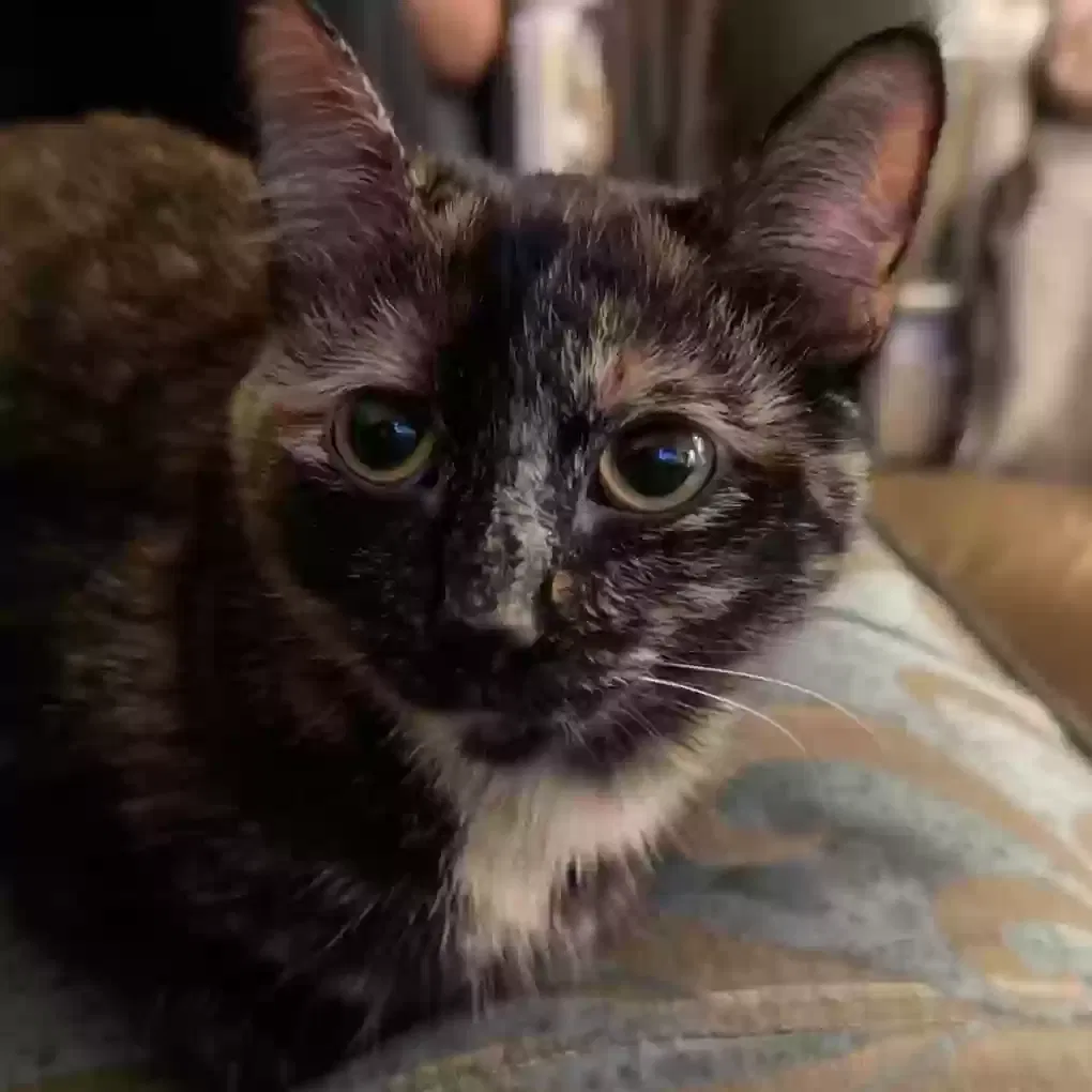 Lost cat in Westerville, OH, 43081