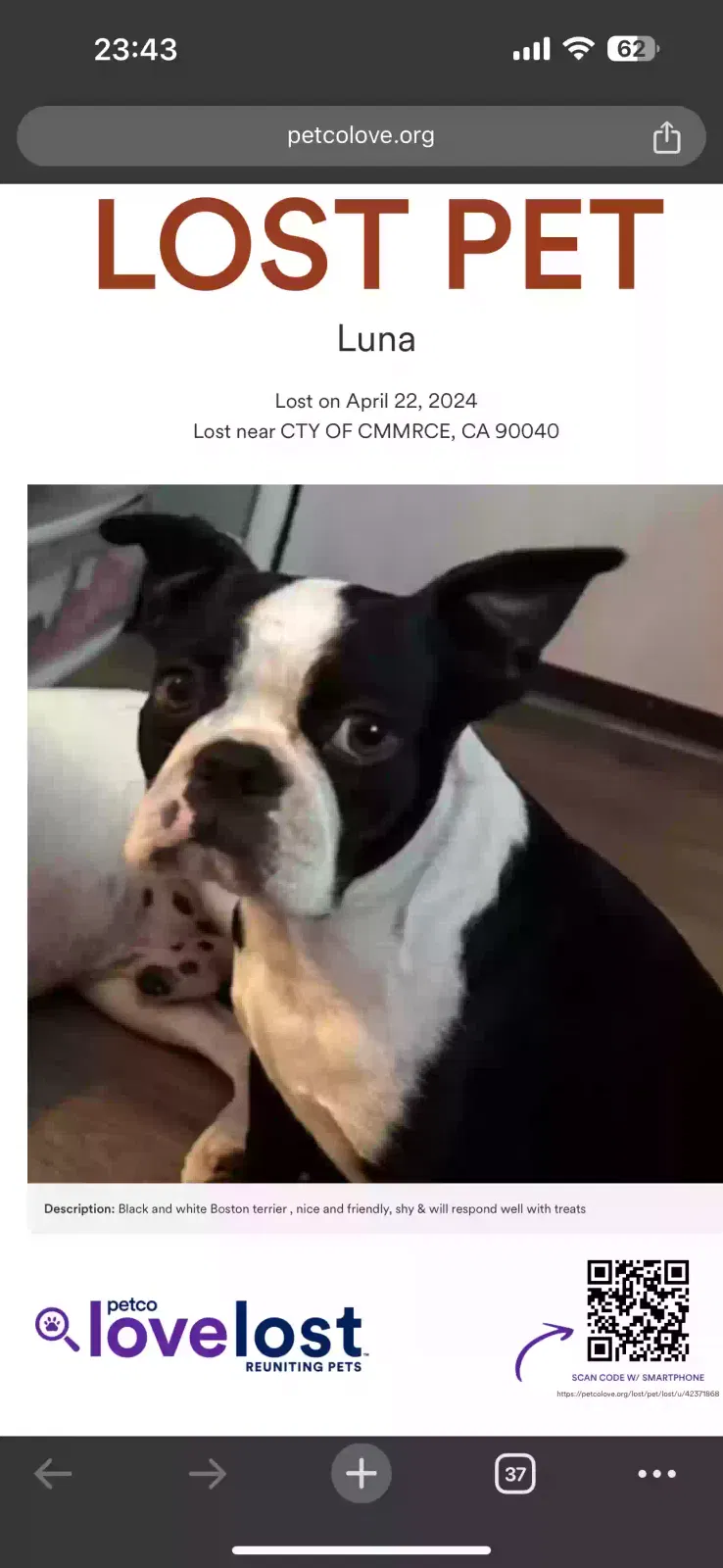 Lost dog in Los Angeles, CA, 90040