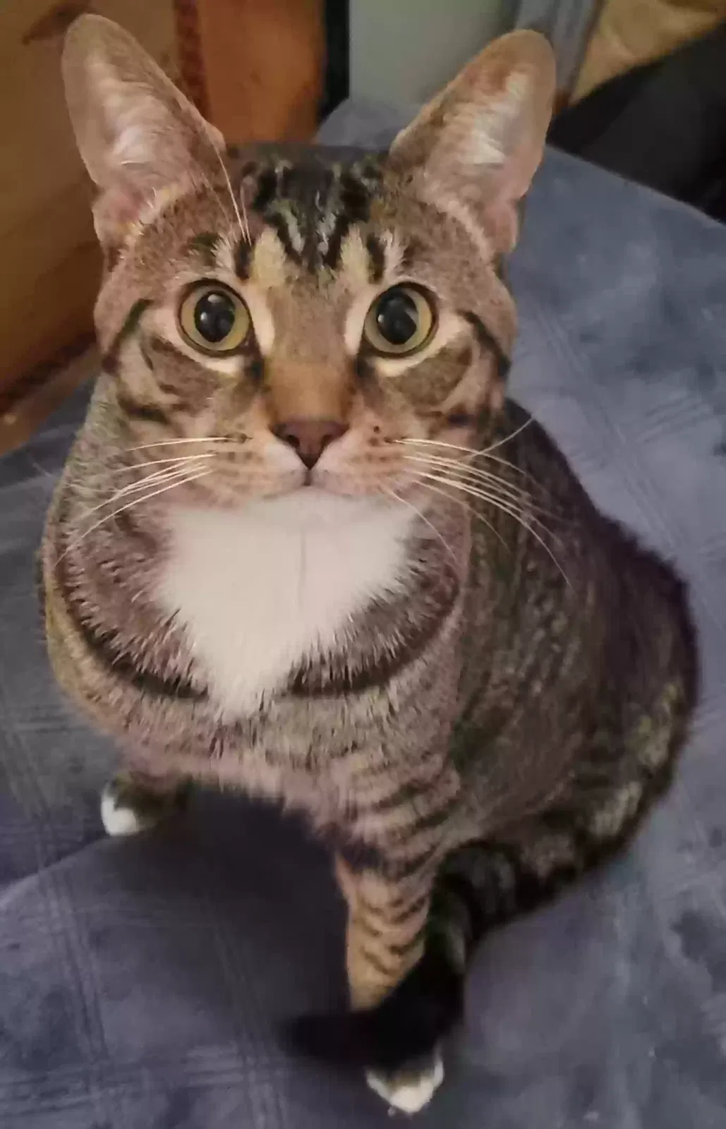 Lost cat in Clawson, MI, 48017