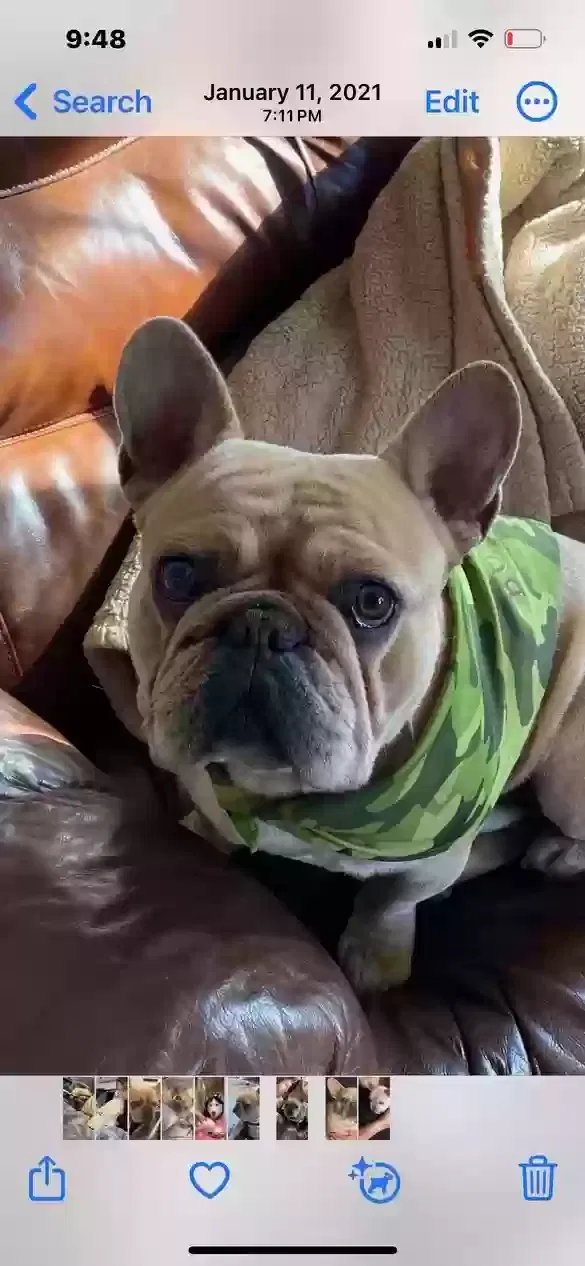 Lost dog in Salinas, CA, 93901