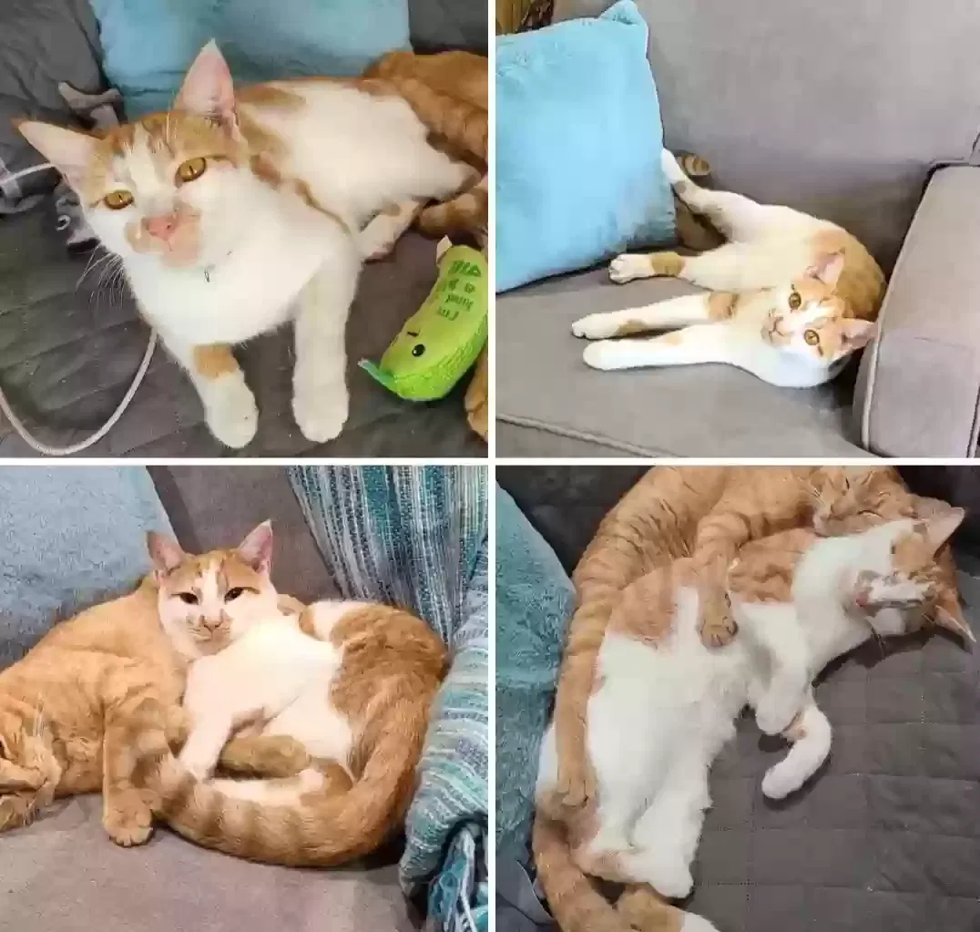 Lost cat in Corpus Christi, TX, 78412