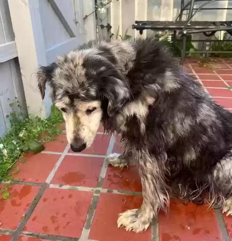 Found dog in Venice, FL, 34285