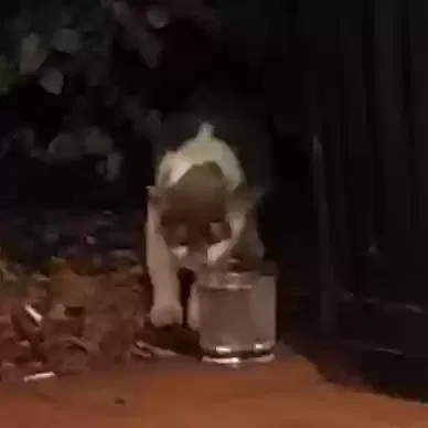 Found cat in Mableton, GA, 30126