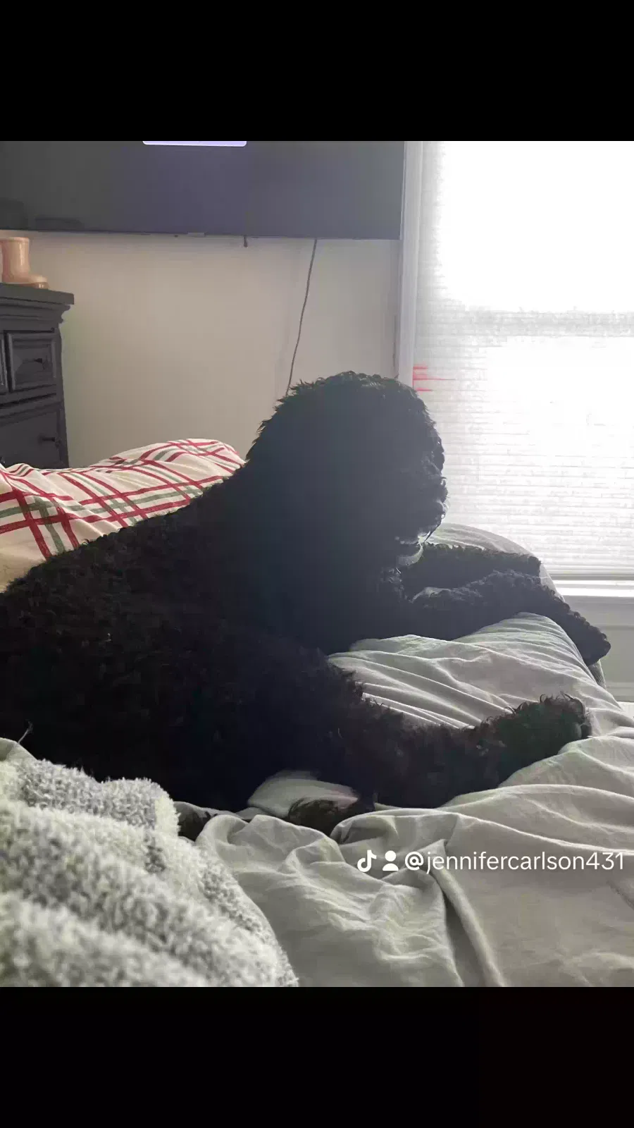 Lost dog in Streator, IL, 61364
