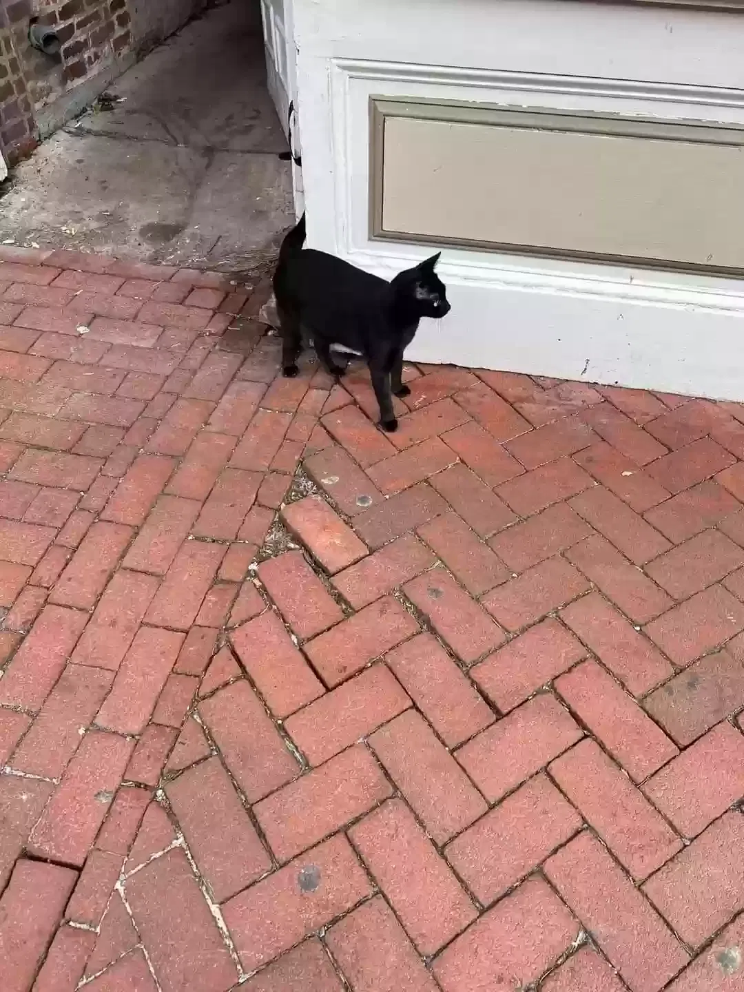 Lost cat in West Chester, PA, 19380
