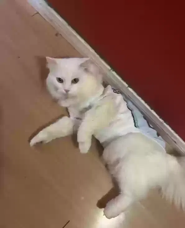 Lost cat in San Diego, CA, 92102