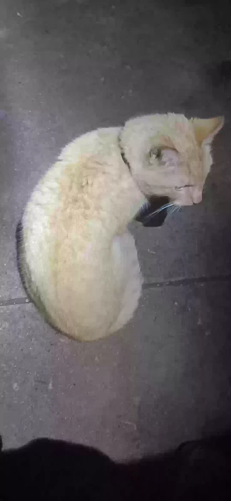 Found cat in Terre Haute, IN, 47803