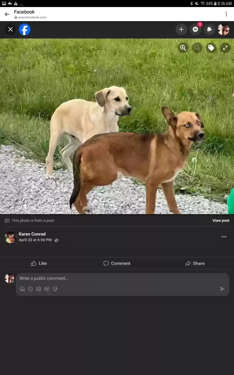 Found dog in Joplin, MO, 64804