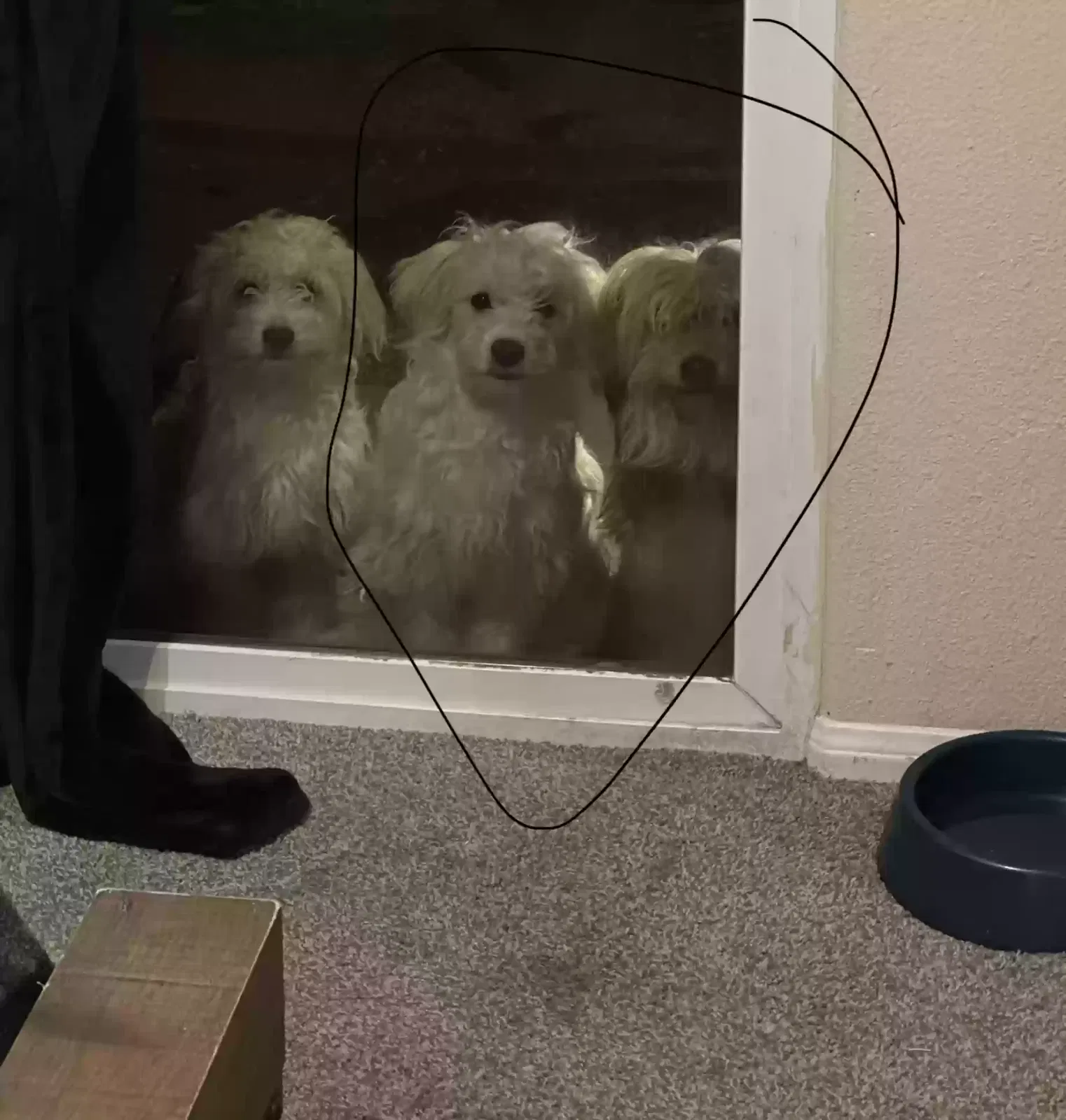 Lost dog in Victorville, CA, 92392