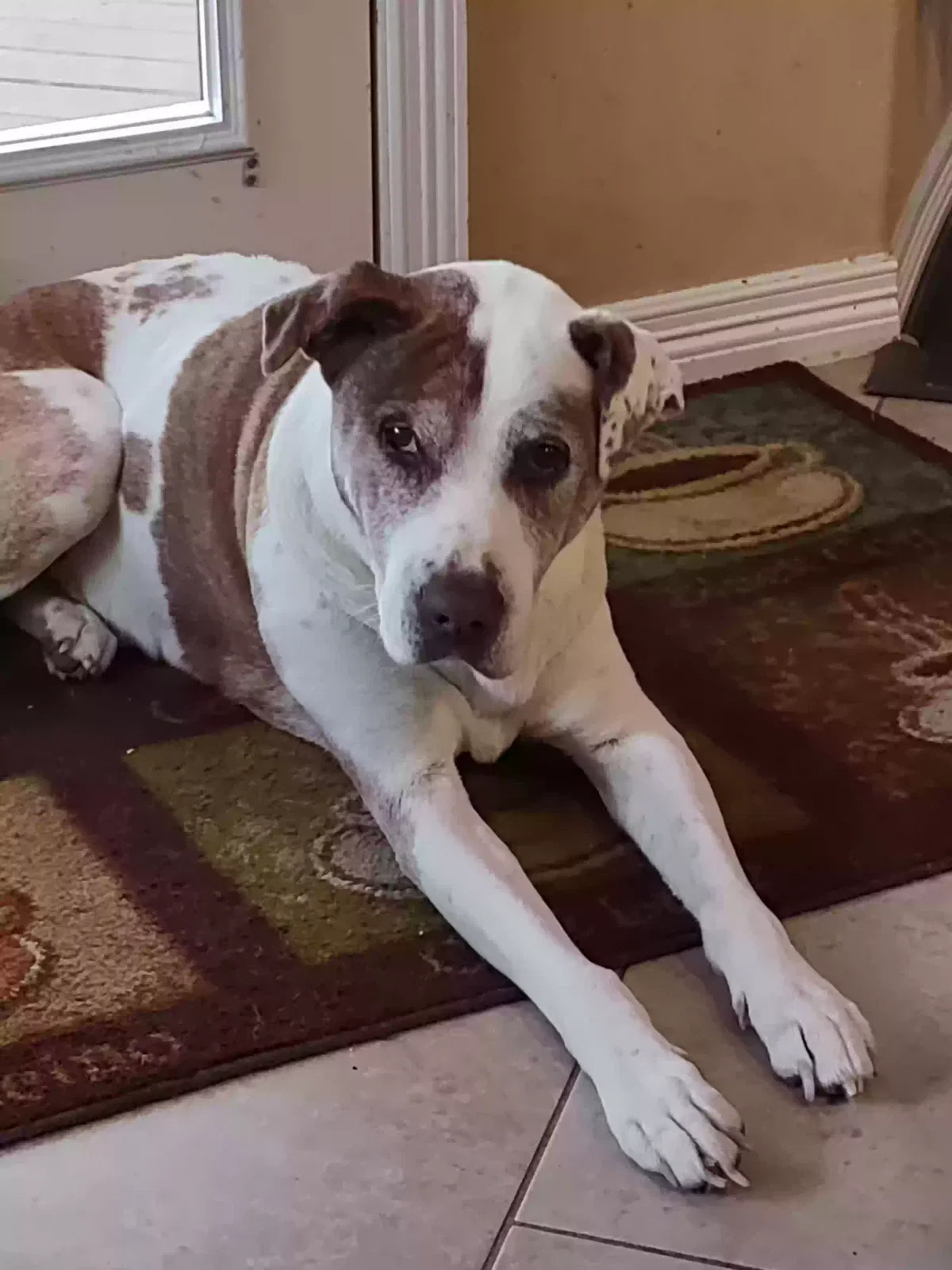 Lost dog in Houston, TX, 77004