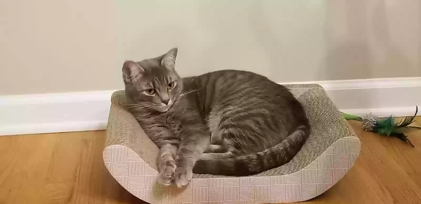 Lost cat in Danbury, CT, 6810